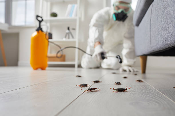 Post-Treatment Bed Bug Interceptor Monitoring in Garyville